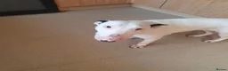 English Bull Terrier dogs for sale: English bull terrier female 21 months in Ashbourne - Advert 1