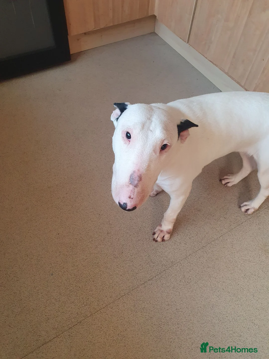 English Bull Terrier dogs for sale: English bull terrier female 21 months in Ashbourne - Advert 1