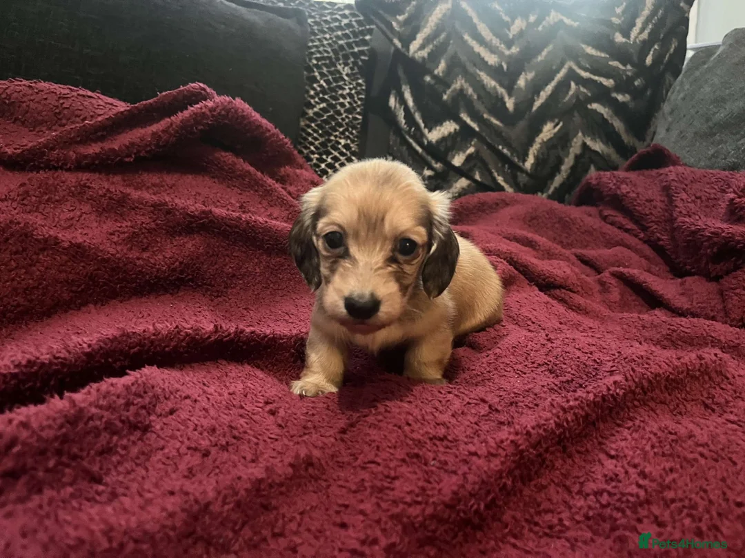 Miniature Dachshund dogs for sale: Exceptional long haired dachshund puppies - Advert 2