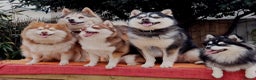 Pomsky dogs for sale: Micro F4 pomsky pups  - Advert 15