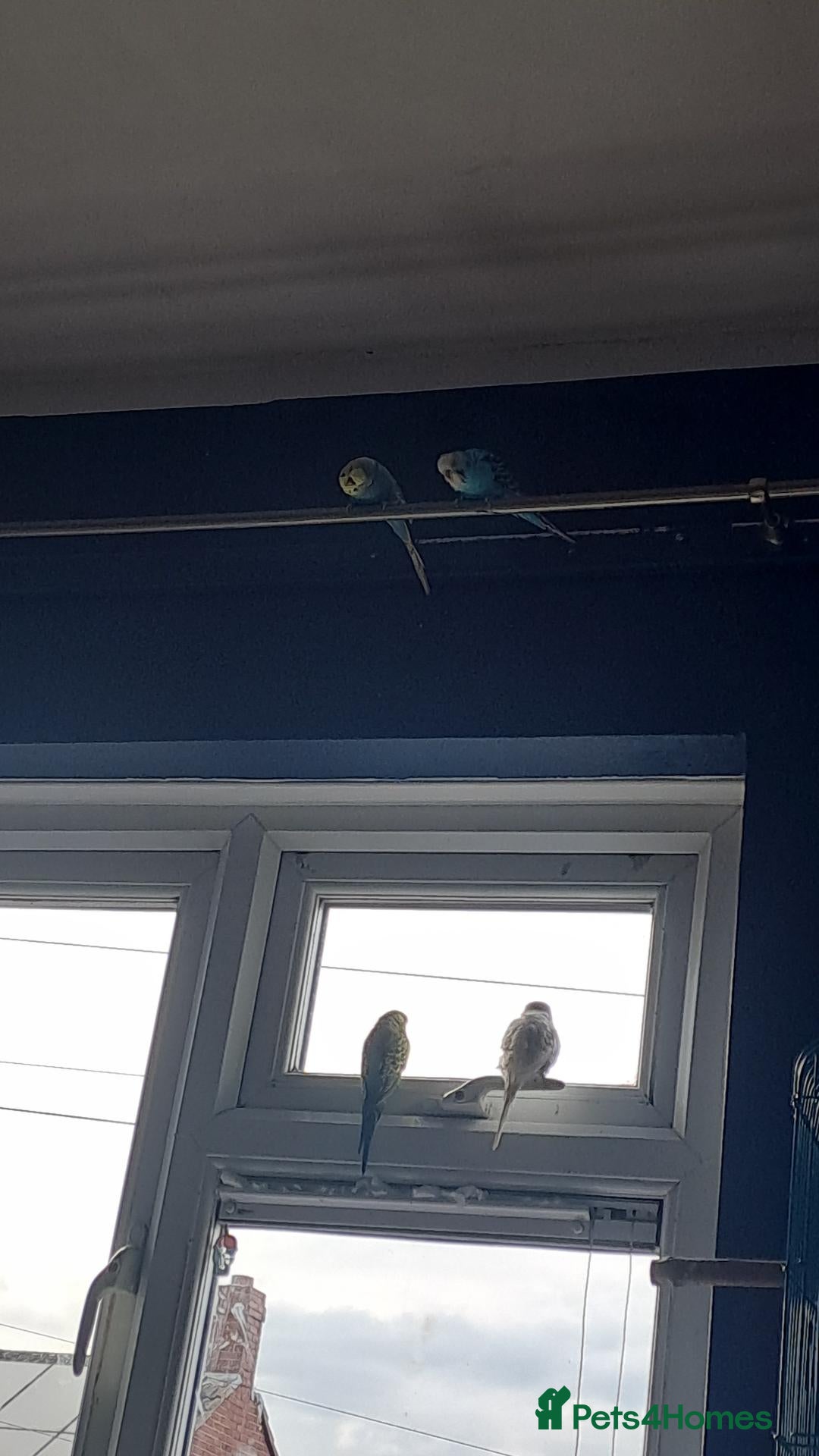 Budgerigars birds for sale: Budgies - Advert 2
