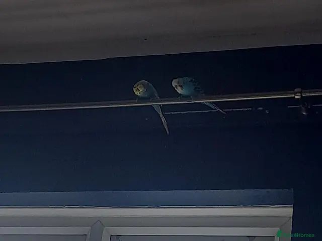 Budgerigars birds for sale: Budgies - Advert 2