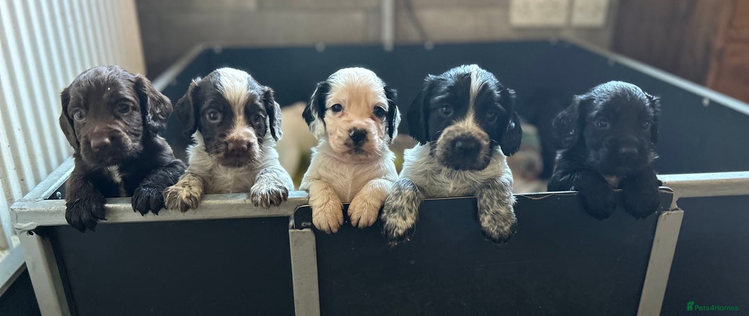 Cocker Spaniel dogs for sale: 2 Working Cocker Spaniel Dog pups - Advert 8