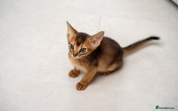 Abyssinian cats for sale: Premium Abyssinian kittens-TICA- Champion Pedigree - Image 8