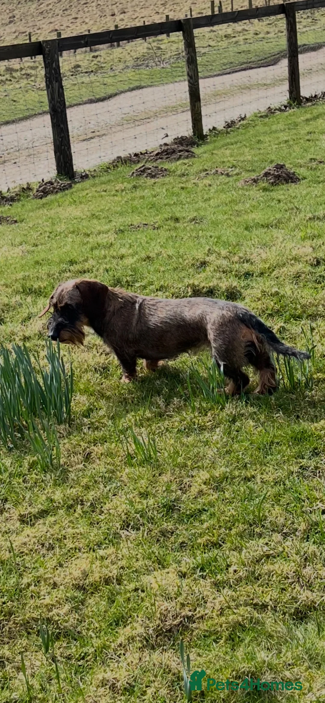 Dachshund dogs for sale: Teckel puppies for sale - Advert 1