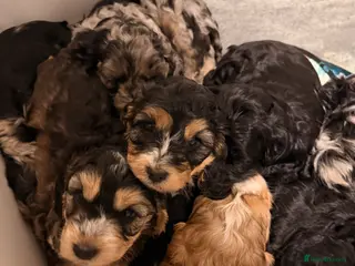 Cockapoo dogs F1 Cockapoo Puppies - Advert 17