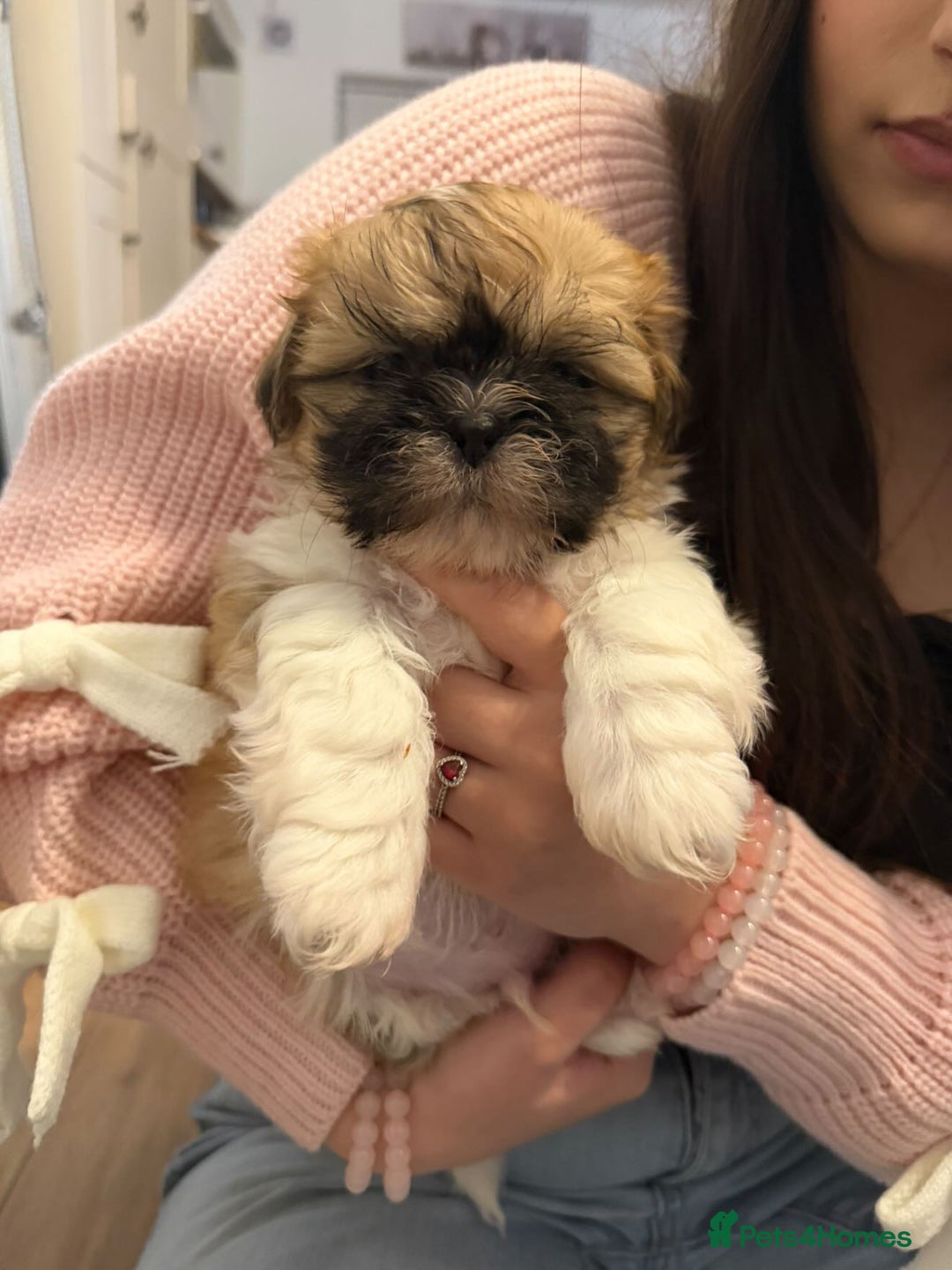 Shih Tzu dogs for sale: Shih Tzu - Advert 5