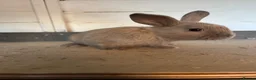 Mixed Breed rabbits for sale: Bunnies  - Advert 5