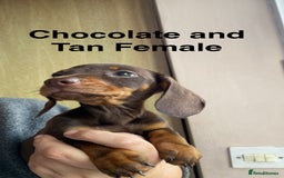 Dachshund dogs for sale: Miniature Dachshund Puppies ⭐️ only two left ⭐️ - Advert 9