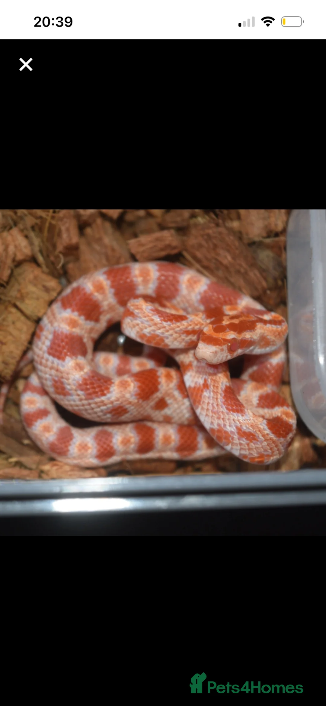 Corn Snake reptiles for sale: Colubrids for sale £100 for them all - Advert 2