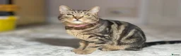 British Shorthair cats for sale: ❤️🩵❤️British shorthair x tabby kittens 💙🩵❤️ - Advert 9