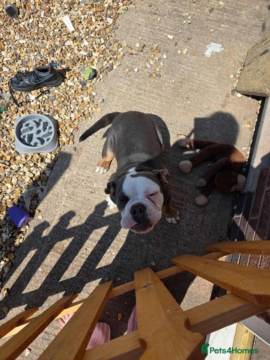 English Bulldog dogs for sale: My name tank  in Newark - Advert 2