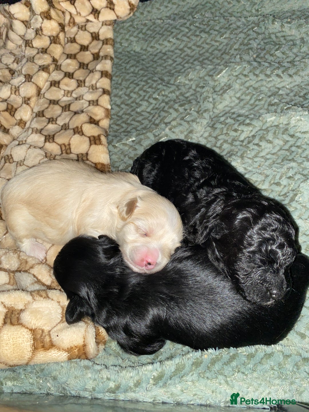 Maltipoo dogs for sale: Stunning maltipoo puppy’s  - Image 5