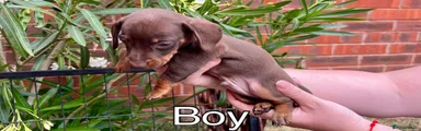 Chocolate Boy