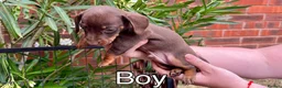 Miniature Dachshund dogs for sale: 4 Miniature Dachshund Puppies in Wellingborough - Advert 3