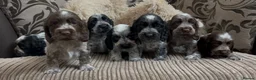 Cocker Spaniel dogs for sale: Gorgeous 100% show type cocker spaniel puppies - Advert 35