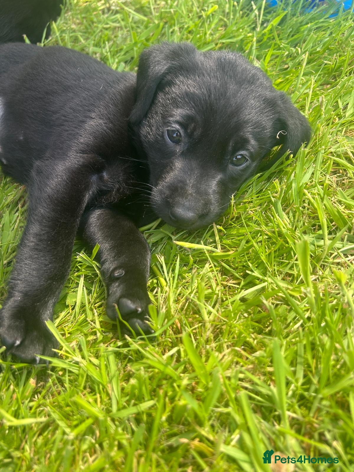 Labrador Retriever dogs for sale: Working KC reg Black Lab puppies FCTH pedigree  - Advert 6