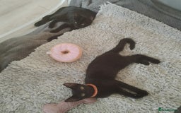 Mixed Breed cats for sale: Kittens  - Image 9
