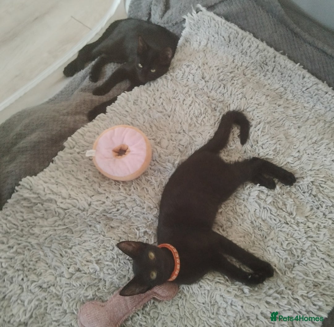 Mixed Breed cats for sale: Kittens  - Image 9