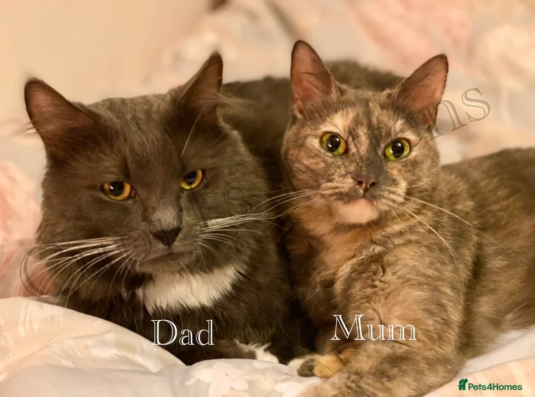 Mixed Breed cats for sale: 3/4 Maine Coon Polydactyl Kittens - Advert 11