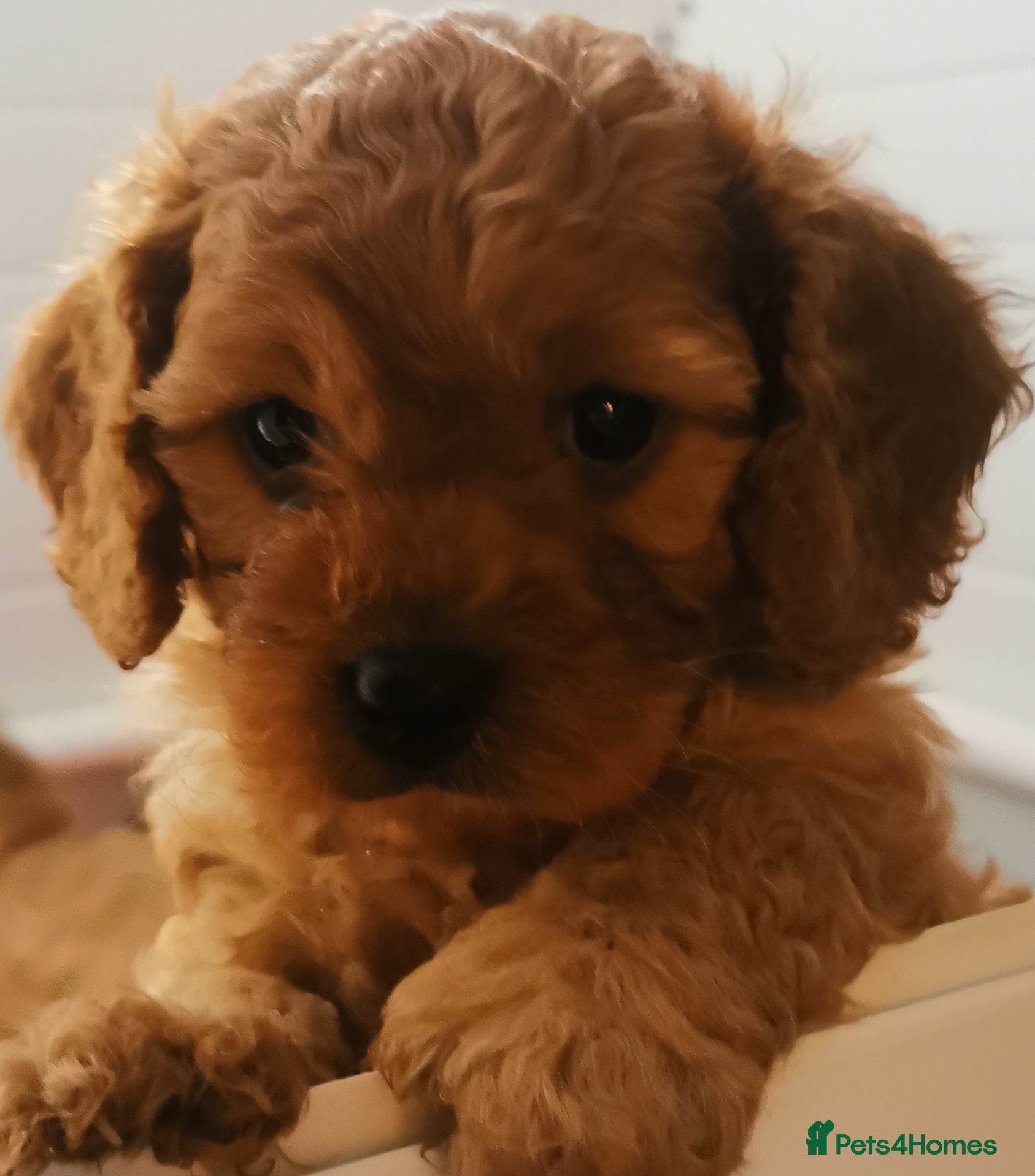 Cavapoo dogs EXTENSIVELY HEALTH TESTED F1B CAVAPOO PUPPIES  - Advert 1