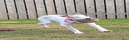 Mixed Breed dogs for sale: Absolutely beautiful almost pure Saluki girl  in Barnsley - Advert 4