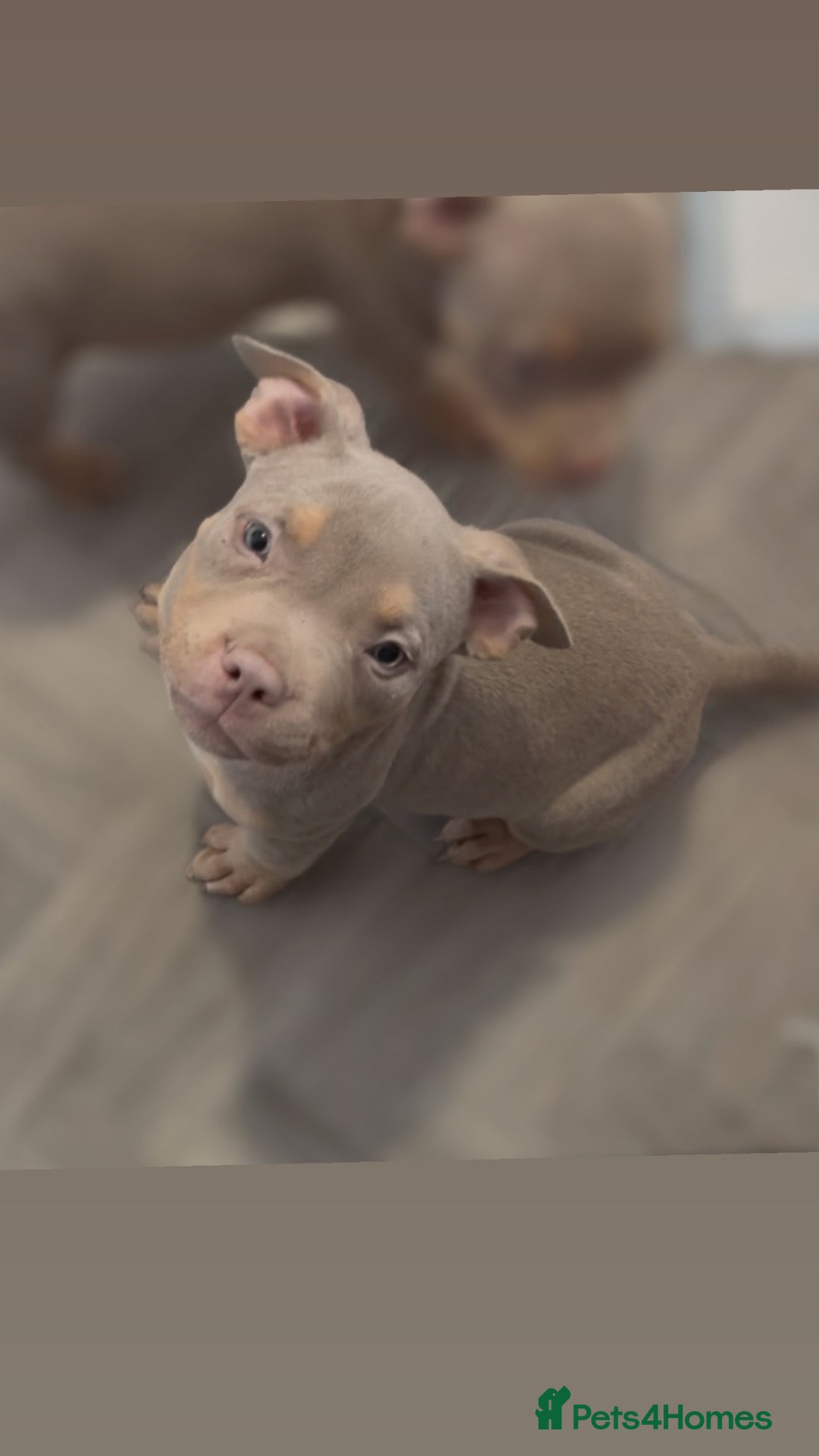 American Bulldog dogs 2 stunning pocket American bullies available  - Advert 1
