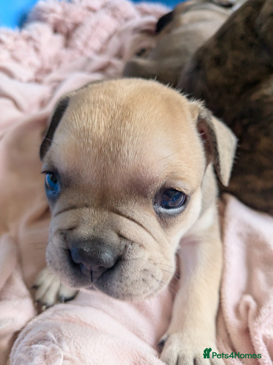 Mixed Breed dogs for sale: Frenchie x staff  - Advert 16