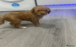 Cavapoo dogs for sale: x4 cockapoos puppies - Advert 16