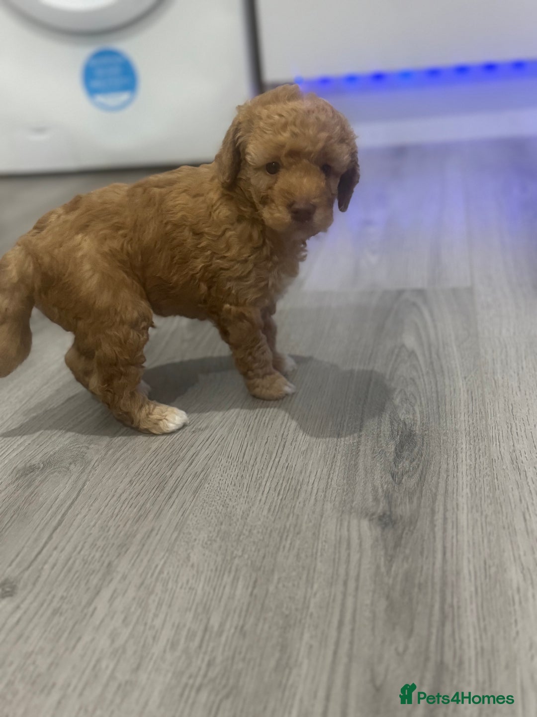 Cavapoo dogs for sale: x4 cockapoos puppies - Advert 16