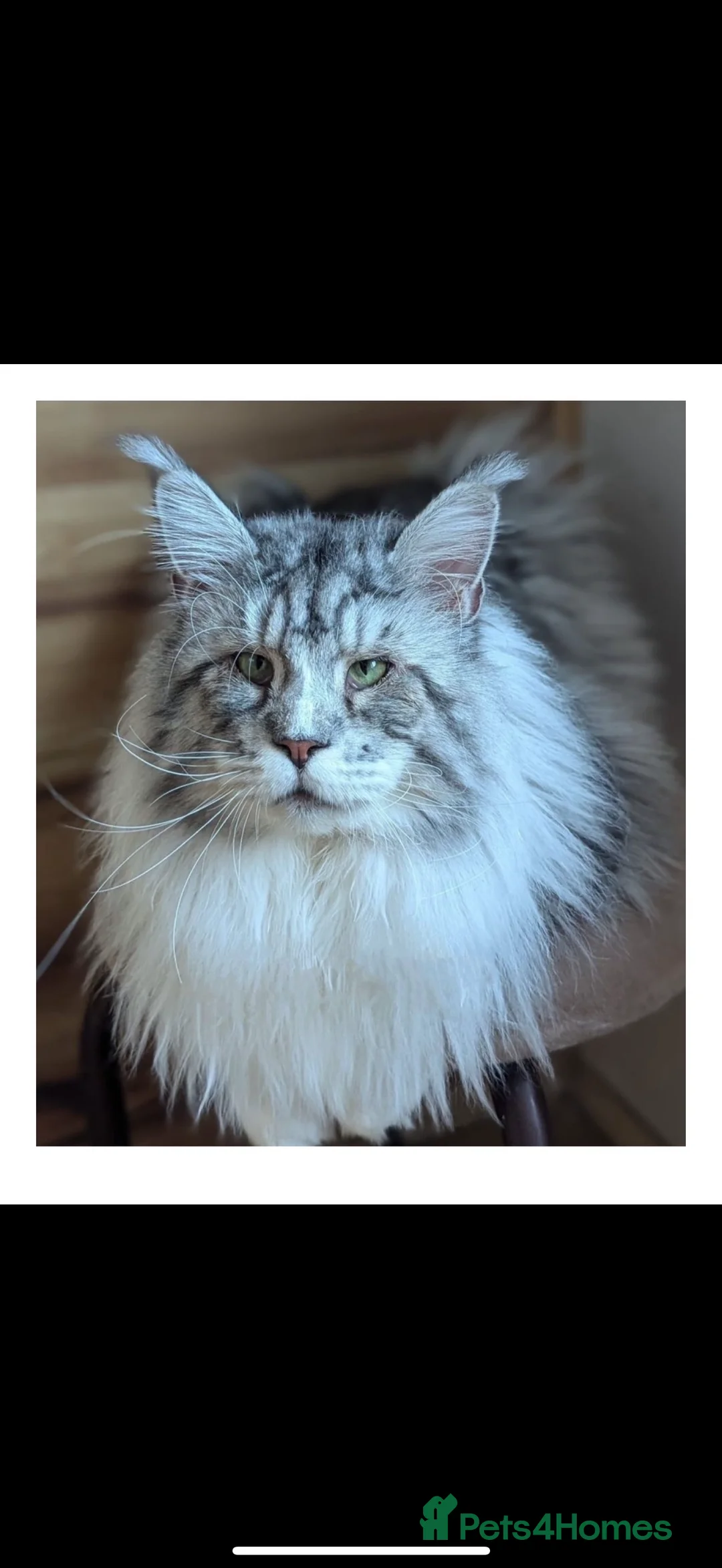 Maine Coon cats for sale: Tica active silver tortie Maine coon queen! - Advert 8