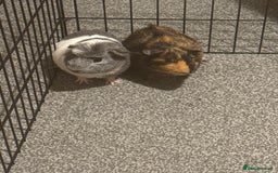 Guinea Pig rodents for sale: 2 male guinea pigs looking for homes  - Image 1