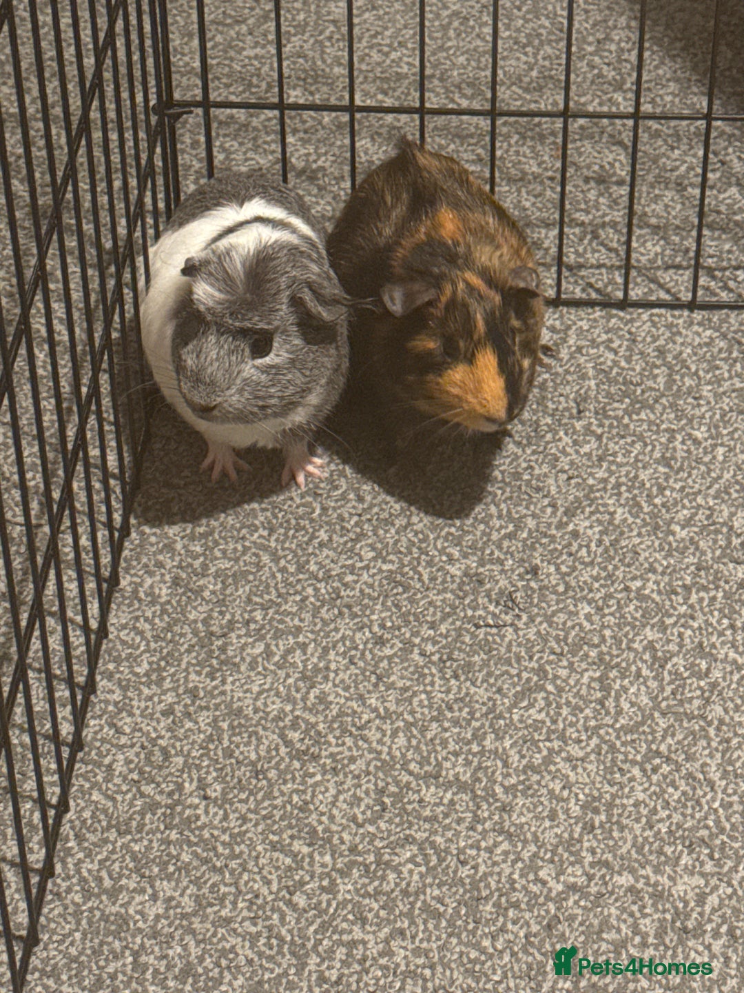Guinea Pig rodents for sale: 2 male guinea pigs looking for homes  - Image 1