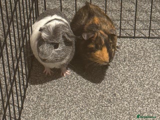 Guinea Pig rodents - Advert 30