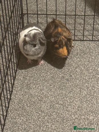 Guinea Pig rodents - Advert 3