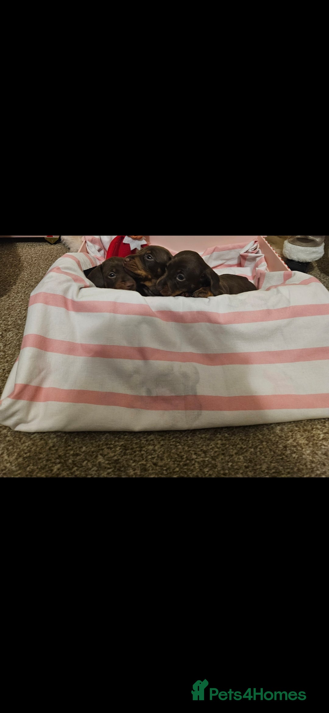 Miniature Dachshund dogs for sale: Miniature dachshund  - Advert 4