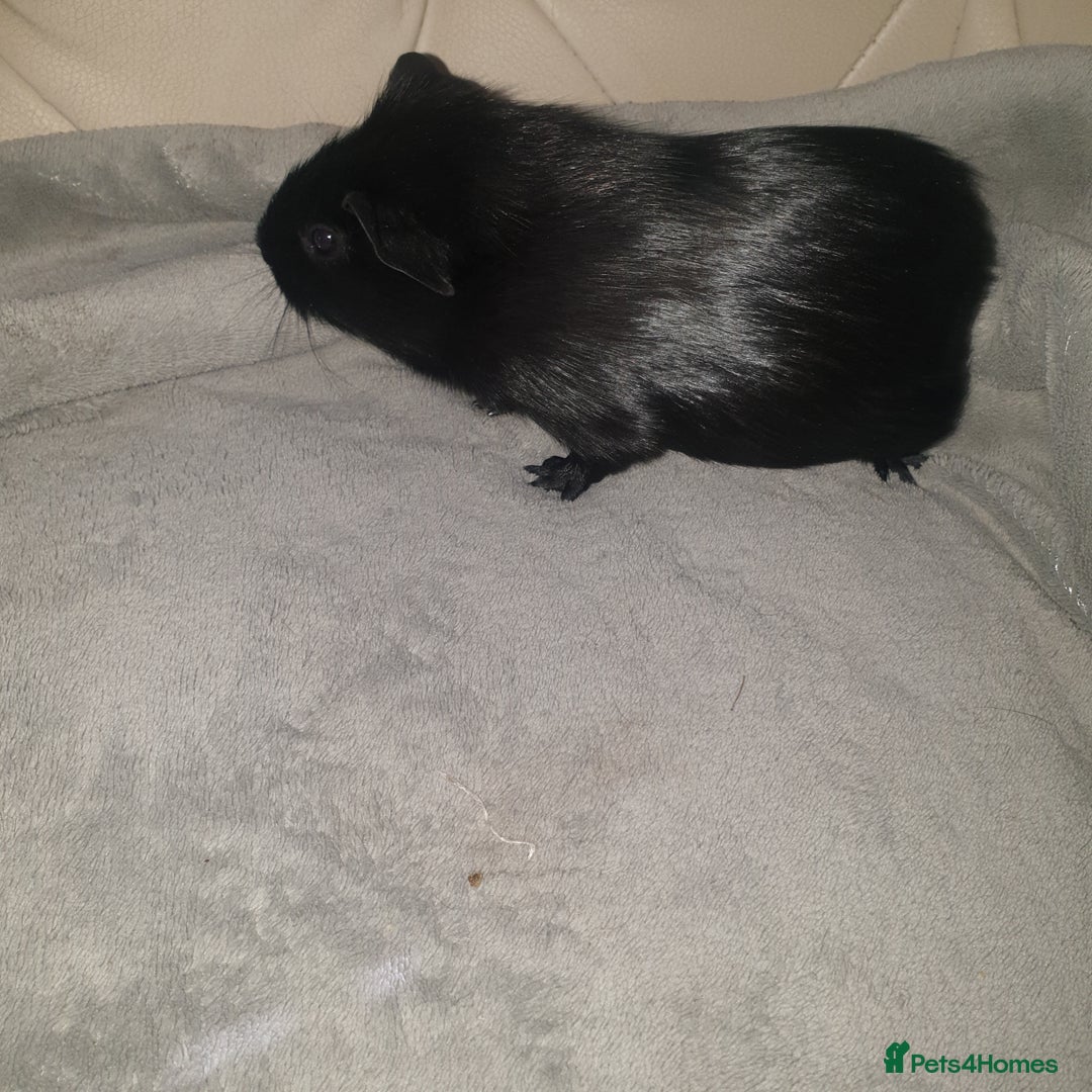 Guinea Pig rodents for sale: Baby guinea pigs - Image 8