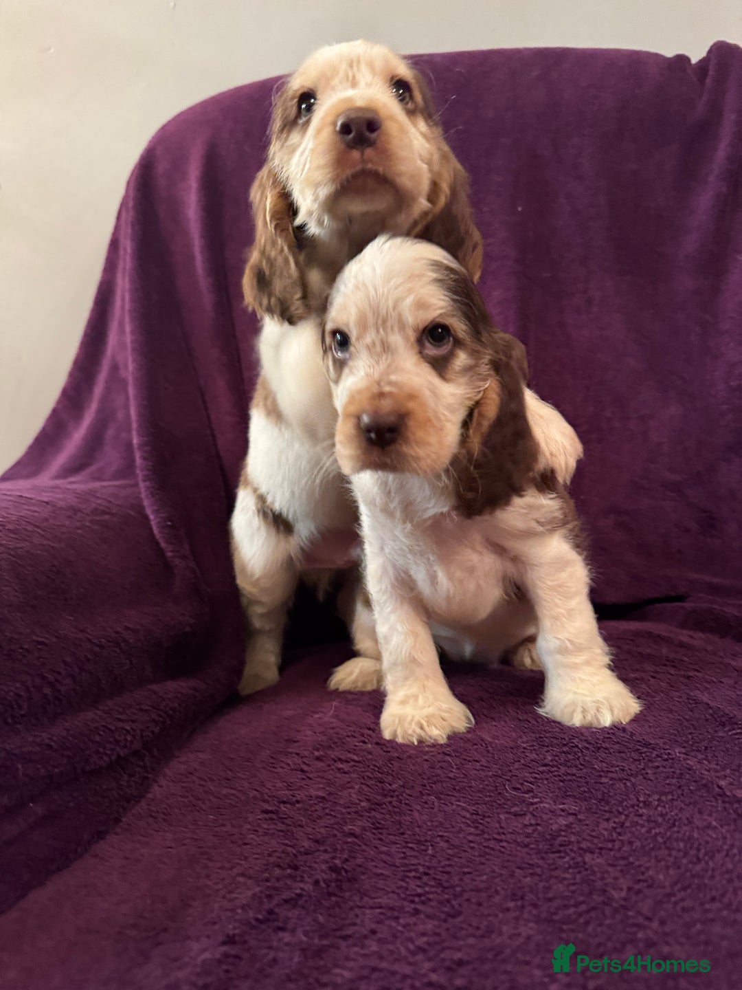 Cocker Spaniel dogs for sale: 🩷Stunning chocolate sable roan show type cocker🩷 - Advert 10