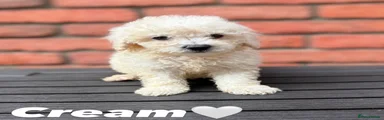 Poochon 2