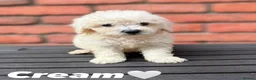 Poochon dogs for sale: Bichon frise x poodle puppies  in Dungannon - Advert 2