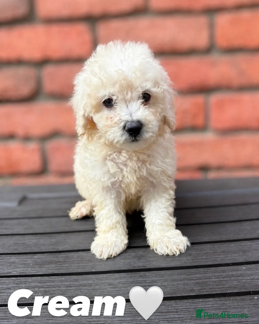 Poochon dogs for sale: Bichon frise x poodle puppies  in Dungannon - Advert 2