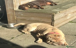 Shar Pei dogs for sale: Gorgeous 10 month old Shar pei girl  - Image 8