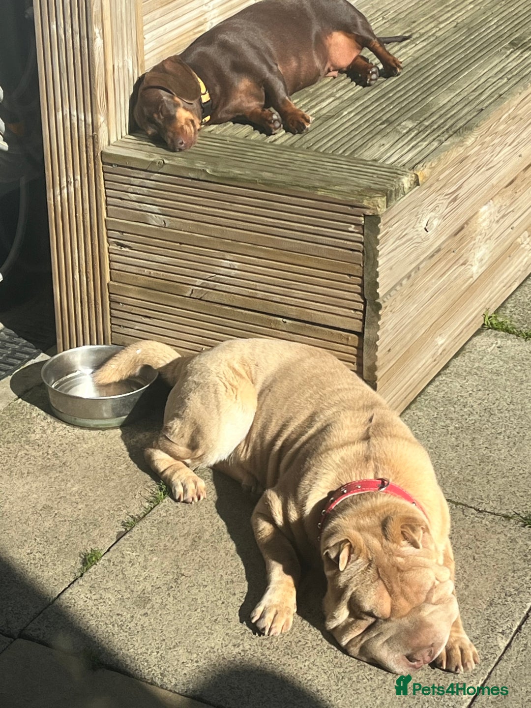Shar Pei dogs for sale: Gorgeous 10 month old Shar pei girl  - Image 8