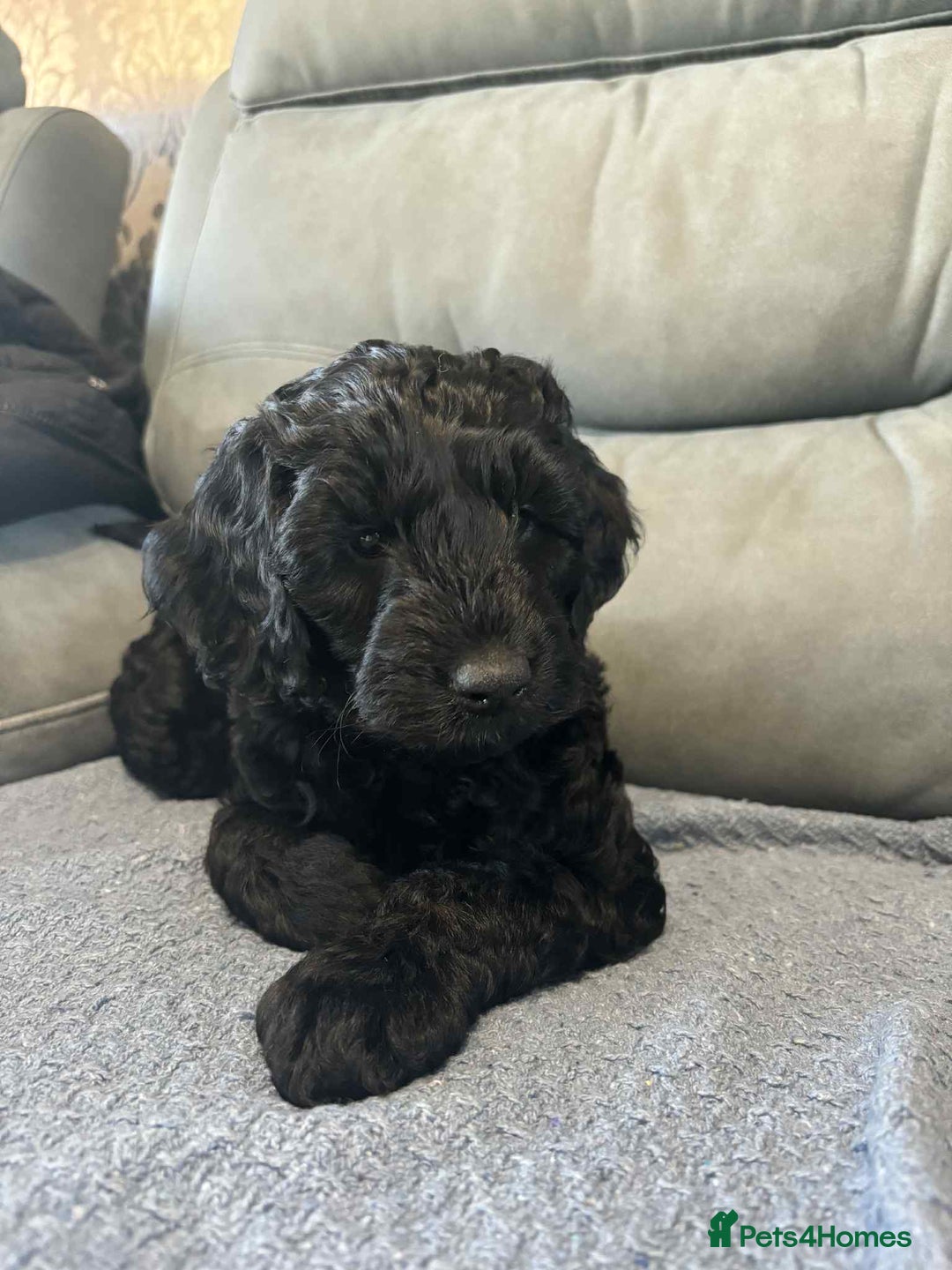 Cockapoo dogs for sale: Male F2 Cockapoo Puppy Ready for His Forever Home! - Advert 6