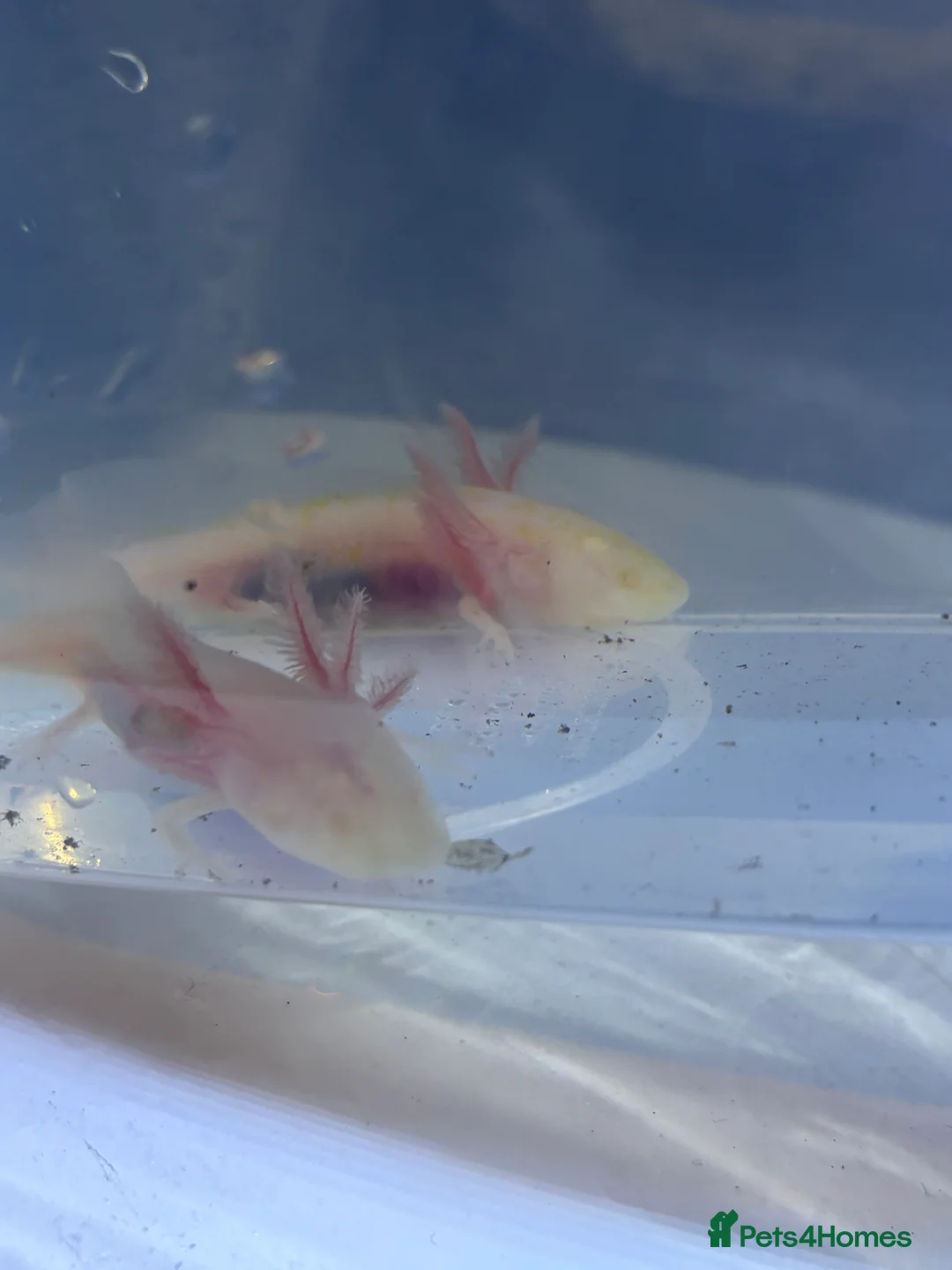 Axolotl reptiles for sale: Juvenile albino axolotl  - Advert 2