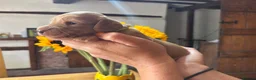 Miniature Dachshund dogs for sale: Outstanding KC  Long hair miniature dachshund  - Advert 5