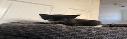 Domestic Shorthair cats for sale: 4 beautiful baby’s ready for there home - Advert 8