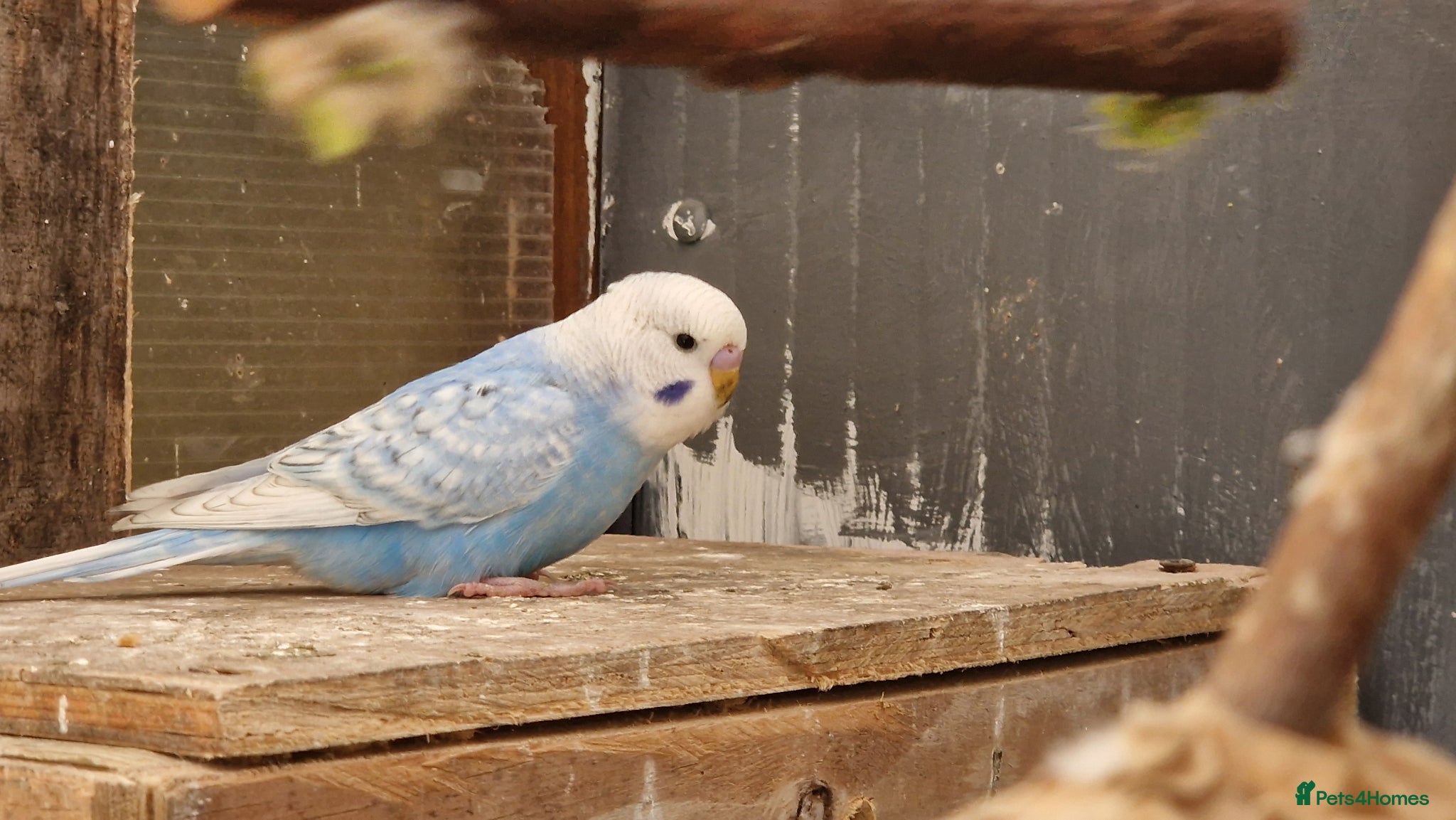 Budgerigars birds 2x blue budgies available  - Advert 1