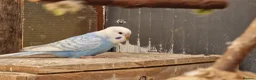 Budgerigars birds for sale: 2x blue budgies available  - Advert 1