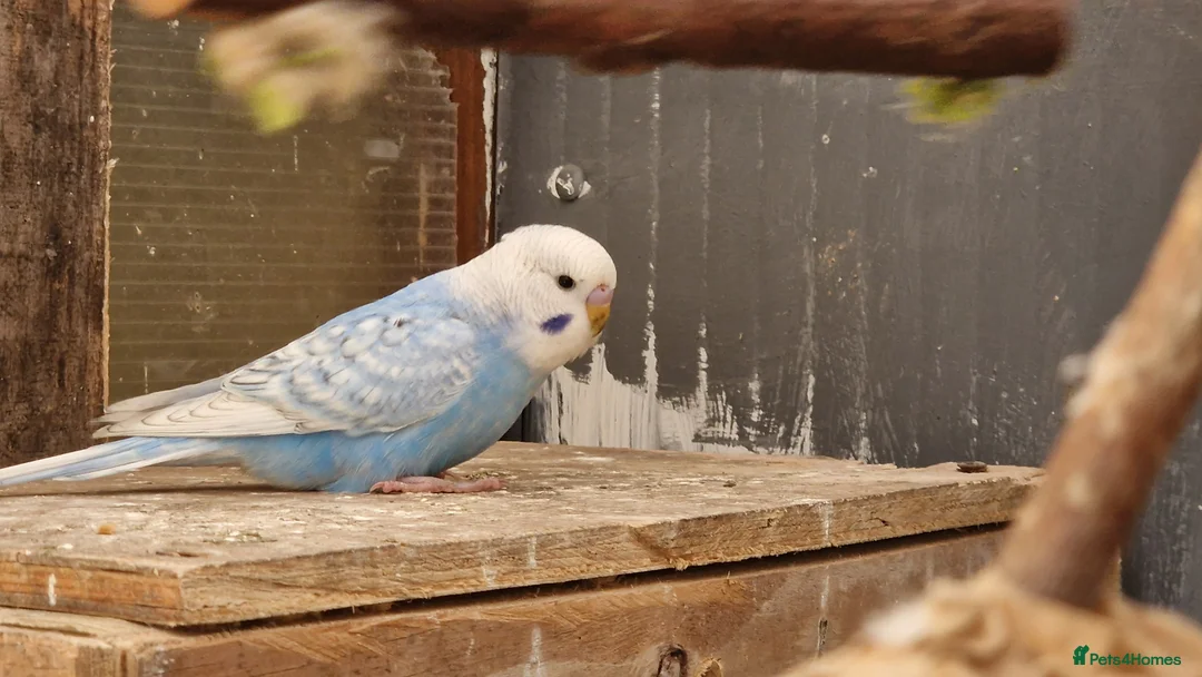 Budgerigars birds for sale: 2x blue budgies available  - Advert 1